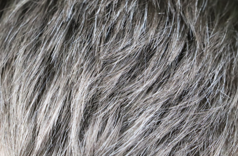 5 Foods and Home Remedies to Treat Grey Hair in Kids  Iyurved